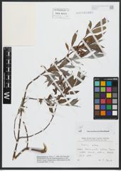 Foto von Salix alba L.